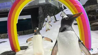 Gay Penguin Sphen, One Half Of World Famous 'Same Sex Power Couple', Dies In Sydney Aquarium At 11